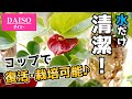 【土を使うな！】弱った観葉植物があっさり復活した方法♪【アンスリウムの育て方】【水耕栽培】