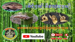 #230 -តើជុំឫស្សី នឹងណុបឫស្សី មានភាពពូកែស័ក្តសិទ្ធិដូចគ្នាដែរឬទេ?