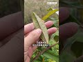 ep 64 马来小黎今天带大家看看盾介壳虫危害的榴莲叶片 20231022｜scale insect damage on durian tree leaves_20231022