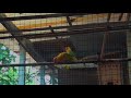 1 hour lovebird sounds aviary series v6 high quality audio live recording