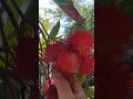 enjoy beautiful nature life 15 shorts short nature beautiful rambutan shortvideo