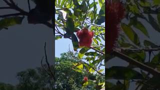 Enjoy Beautiful Nature Life #15 #shorts #short #nature #beautiful #rambutan #shortvideo