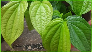 తమలపాకు మొక్క నా తోటలో /betel leaf plant/kavithareddy gongalla