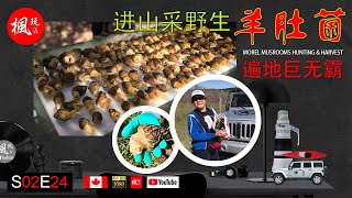 蘑菇日记 I 遍地都是羊肚菌巨无霸 - 我们真发财了 I Morel Mushrooms Hunting \u0026 Harvest I 枫玩 I S02E24