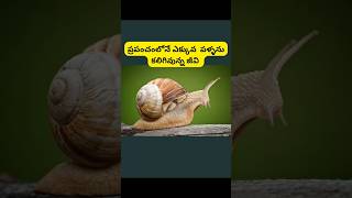 ప్రపంచంలోనే ఎక్కువ పళ్ళను కలిగివున్న జీవి? #interestingfacts #viral #amazingfacts #youtubeshorts