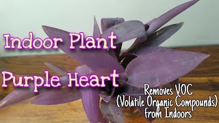 Purple Heart 💜 - Indoor Plant that removes VOC (Volatile Organic Compounds) | Kamal Sehgal Sood