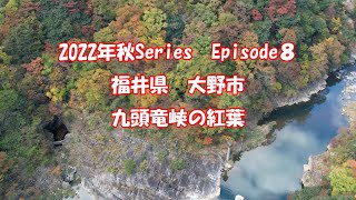 紅葉の九頭竜峡　福井県大野市　2022年秋Series　ドローン空撮