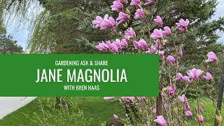 Jane Magnolia Maybe Dead