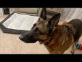 German Shepherd Talks Back