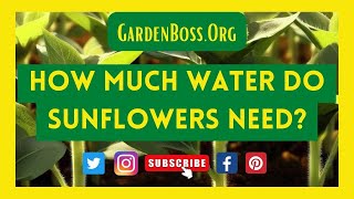 How Much Water Do Sunflowers Need?