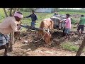 bullock cart heavy loaded plants bullock cart ride amazing video village all working