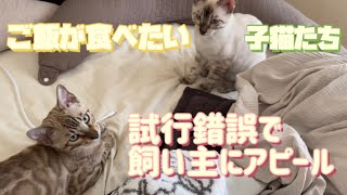 ベンガル子猫のご飯のおねだりがかわいすぎる