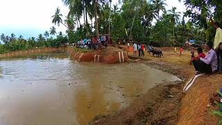 Cattle Race Moodlakatte | Kambla | Kundapura