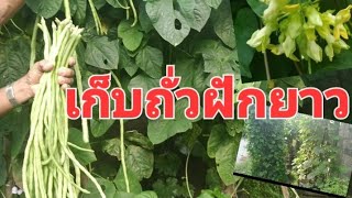 อัปเดตถั่วฝักยาวในล้อยาง ผักสวนครัว ปลูกผักกินเอง จินตนาปลูกผัก Chintana Garden