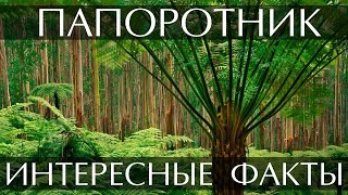 Папоротник - интересные факты