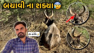 આખલાને સિંગડામાં “ધારીયુ”🗡️માર્યું ? । જીવ બચાવીનાં શક્યા🥹