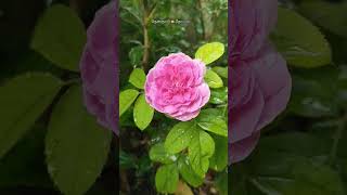 🌸Gulgandhu🌸Rose🌸 #rose #garden #nature #asmr #trend #hd #youtubeshorts #trending #yt