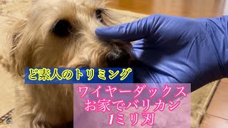 ☆素人カット☆ダックス犬　おうちでバリカン1ミリ刃　犬　トリミング