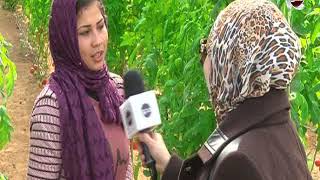 حلقة خاصة عن “مشروع الصوب الزراعية” مع الإعلامية وفاء طولان في #مصر_احلي - السبت