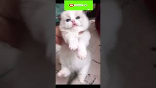 Funny cat | cute cats and dogs reaction animals doing funny things #funnycats #shorts #cats #098