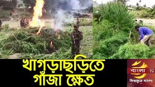 খাগড়াছড়িতে ৩ বিঘা গাঁজা ক্ষেত ধ্বসং করেছে সেনাবাহিনী