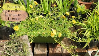 How I grow Yellow Purslane flower for small garden in mini pots / Garden Plants