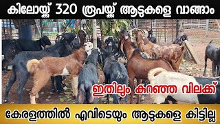 കിലോയ്ക്ക് 320 രൂപയ്ക്ക് ആടുകളെ വാങ്ങാം|ഇതിലും കുറഞ്ഞ വിലക്ക് കേരളത്തിൽ എവിടെയും ആടുകളെ കിട്ടില്ല