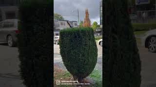 SUBSCRIBE FOR MORE CONTENT #landscape #lawn #trimming #trim #beautiful #lawncare #satisfying #tree