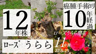 12年株ﾛｰｽﾞうらら癌腫手術後10年経過