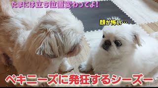 ペキニーズに発狂するシーズー#ペキニーズ#シーズー#犬#鳴き声