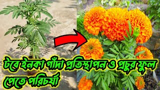 How To Grow Inka Marigold Plant In Pot / টবে গাঁদা ফুল চাষের সম্পূর্ণ তথ্য / ROOF FARMING / RIKI