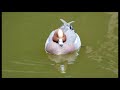 大泉緑地の鳥（２０１９年１月１５日）静止画