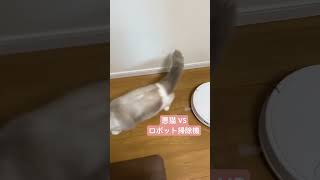 ロボット掃除機と悪猫 #shorts #猫 #cat