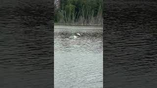 Pelicans on Barnett Lake at Lacombe, Alberta.