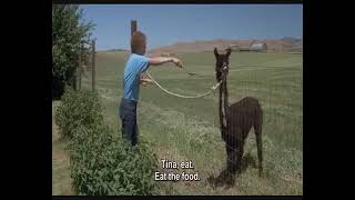 Napoleon Dynamite Eat the Food - Funny’s Bloopers Outtakes & Gag Reel