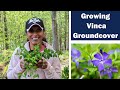 How to Transplant & Divide Vinca Minor Groundcover Periwinkle Perennial