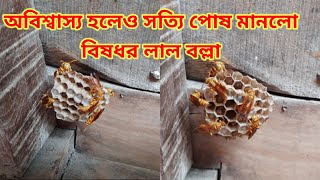 অতি যত্নে লালন পালন করা হচ্ছে বিষধর লাল বল্লা।