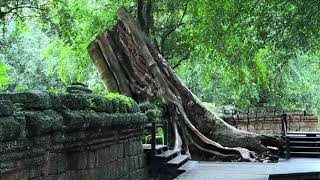 #tapromtemple #Siemreap #ប្រាសាទតាព្រហ្ម ប្រាសាទតាព្រហ្ម | Taprom Temple 4K