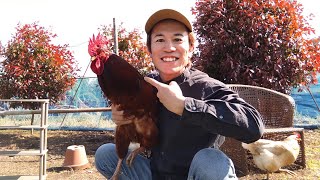 ニワトリを飼う方法🐔田舎で鶏を飼育し幸せに暮らそう！毎朝、産みたて卵を食べられる！