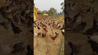 देसी मुर्गी पालन कैसे करें? देखो.....कम खर्चे मैं। ansh poultry rewa 8871550690