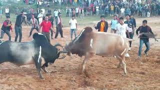 Satya dapmain 🆚 saw nah nah ksha || iadaw masi ||  mano ba best iadaw #bull #fighter #fighting