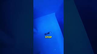 SMrbuYXshtA