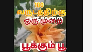 100 வருடத்திற்கு ஒருமுறை பூக்கும் பூ