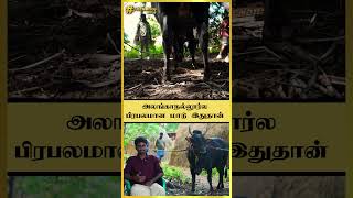 அலங்காநல்லூர்ல பிரபலமான மாடு இதுதான் 🐂| கருப்பன் காளை | Jallikattu 2025 | ஜல்லிக்கட்டு | #shorts