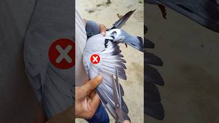 How to pigeon feather cutting short video #shorts #youtubeshorts #trending #bangladesh