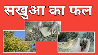 सखुआ का फल  || Sakhua Ka Phal