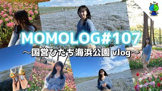 【vlog】映えを求めて！ネモフィラ満開のひたち海浜公園へ🚗【MOMOLOG#107】