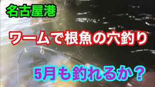 5月の名古屋港 穴釣りは釣れるか？ワームで根魚釣り