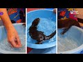 赤ちゃんカワウソビンゴとベルの初めての水遊びを比較してみた！first time swimming otter bingo vs belle