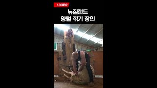 보는 내가 시원한 양털 깎기 #현지인브리핑지금우리나라는